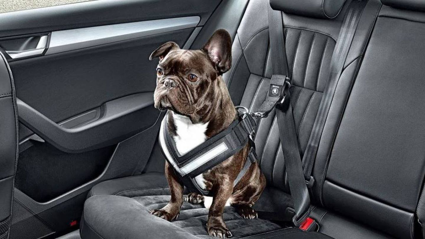 Seguridad para conducir con perros