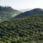Plantación de café en zona montañosa de Guatemala, con cafetos y paisaje de altura. Ideal como imagen principal.