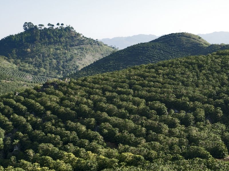 Plantación de café en zona montañosa de Guatemala, con cafetos y paisaje de altura. Ideal como imagen principal.